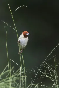 Erythrops Prints: Red-headed Quelea, Quelea erythrops