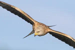 Images Dated 15th April 2017: Red Kite