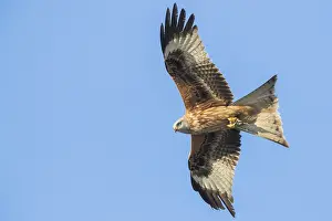 Images Dated 11th February 2017: Red Kite