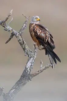 Accipitriformes Prints: Red Kite