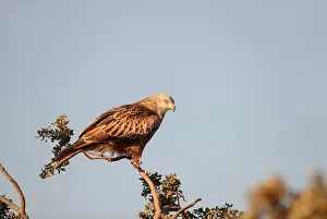 Images Dated 1st December 2017: Red Kite, Milvus milvus