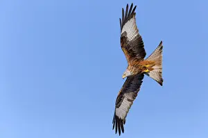Images Dated 11th January 2015: Red kite; Milvus milvus;
