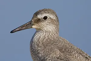 Images Dated 12th September 2015: Red Knot
