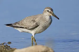 Images Dated 12th September 2015: Red Knot