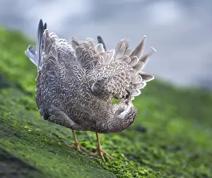 Images Dated 14th September 2007: Red Knot, Calidris canutus