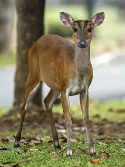 2008 Prints: Red Muntjac, Indisch Muntjak, Muntiacus muntjak curvostylis