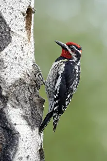 Images Dated 5th June 2015: Red-naped Sapsucker, Sphyrapicus nuchalis