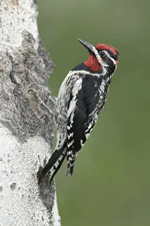 Images Dated 5th June 2015: Red-naped Sapsucker, Sphyrapicus nuchalis