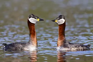 Podicipediformes Prints: Red-necked Grebe