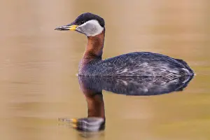 Podicipediformes Prints: Red-necked Grebe