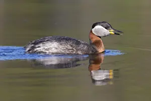 Podicipediformes Prints: Red-necked Grebe