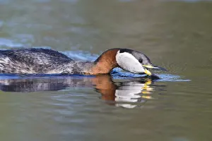 Podicipediformes Prints: Red-necked Grebe