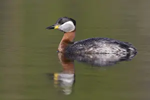 Podicipediformes Prints: Red-necked Grebe