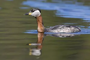 Podicipediformes Prints: Red-necked Grebe