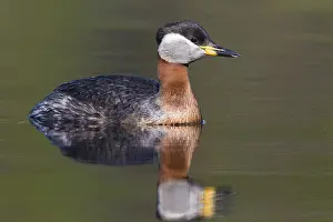 Podicipediformes Prints: Red-necked Grebe