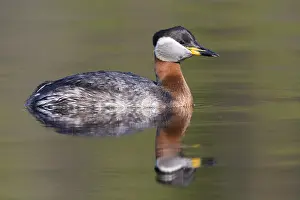 Podicipediformes Prints: Red-necked Grebe