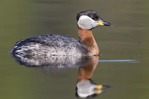 Podicipediformes Prints: Red-necked Grebe