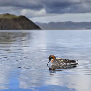 Shore Birds Prints: Red-necked Phalarope