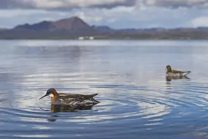 Shore Birds Prints: Red-necked Phalarope