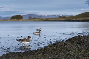 Shore Birds Prints: Red-necked Phalarope