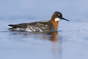 Shore Birds Prints: Red-necked Phalarope