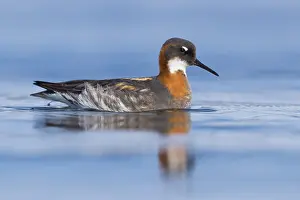 Shore Birds Prints: Red-necked Phalarope