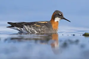Low Perspective Prints: Red-necked Phalarope
