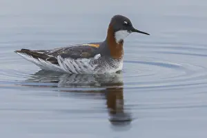 Images Dated 27th May 2016: Red-necked Phalarope