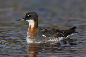 Phalarope Prints: Red-necked Phalarope