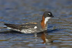 Phalarope Prints: Red-necked Phalarope