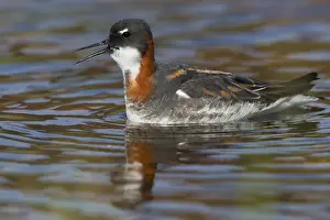 Phalarope Prints: Red-necked Phalarope