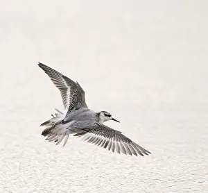 Images Dated 21st October 2006: Red Phalarope, Rosse Franjepoot, Phalaropus fulicarius