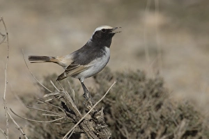 Images Dated 13th February 2006: Red-rumped Wheatear, Roodstuittapuit, Oenanthe moesta