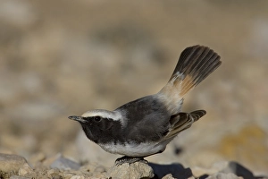 Images Dated 13th February 2006: Red-rumped Wheatear, Roodstuittapuit, Oenanthe moesta
