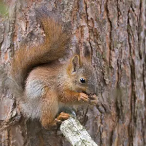 Pinaceae Prints: Red Squirrel