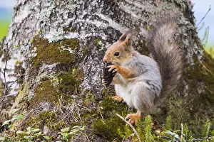 Scoiattolo Rosso Prints: Red Squirrel