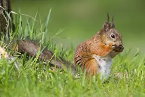 Scoiattolo Rosso Prints: Red Squirrel