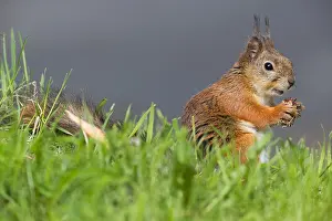 Scoiattolo Rosso Prints: Red Squirrel