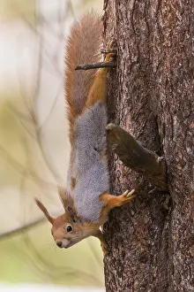 Pinaceae Prints: Red Squirrel