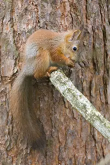 Pinaceae Prints: Red Squirrel
