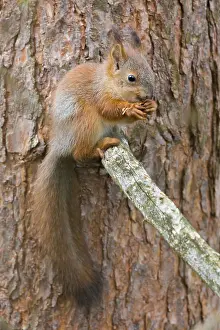 Pinaceae Prints: Red Squirrel