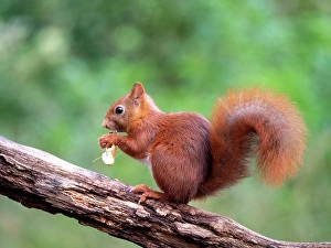 Images Dated 12th January 2021: Red Squirrel, Sciurus vulgaris