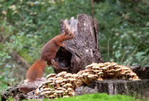 Images Dated 22nd January 2021: Red Squirrel, Sciurus vulgaris