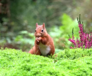 Images Dated 22nd January 2021: Red Squirrel, Sciurus vulgaris