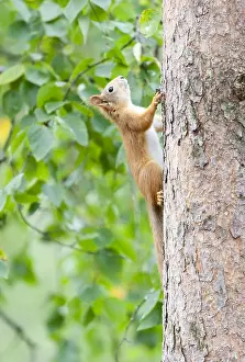 Images Dated 3rd September 2015: Red Squirrel, Sciurus vulgaris