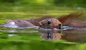 Images Dated 4th June 2019: Red Squirrel, Sciurus vulgaris