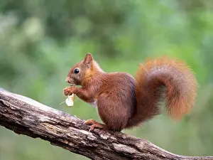 Vulgaris Prints: Red Squirrel, Sciurus vulgaris