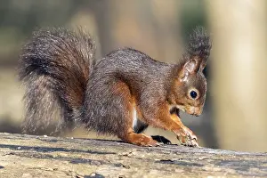 Village Prints: Red Squirrel, Sciurus vulgaris