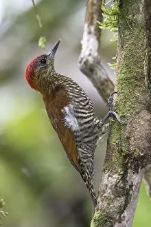 2024 Prints: Red-stained Woodpecker (Veniliornis affinis orenocensis)