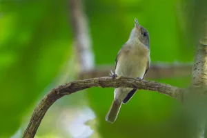 2010 Prints: Red-tailed Newtonia, Newtonia fanovanae